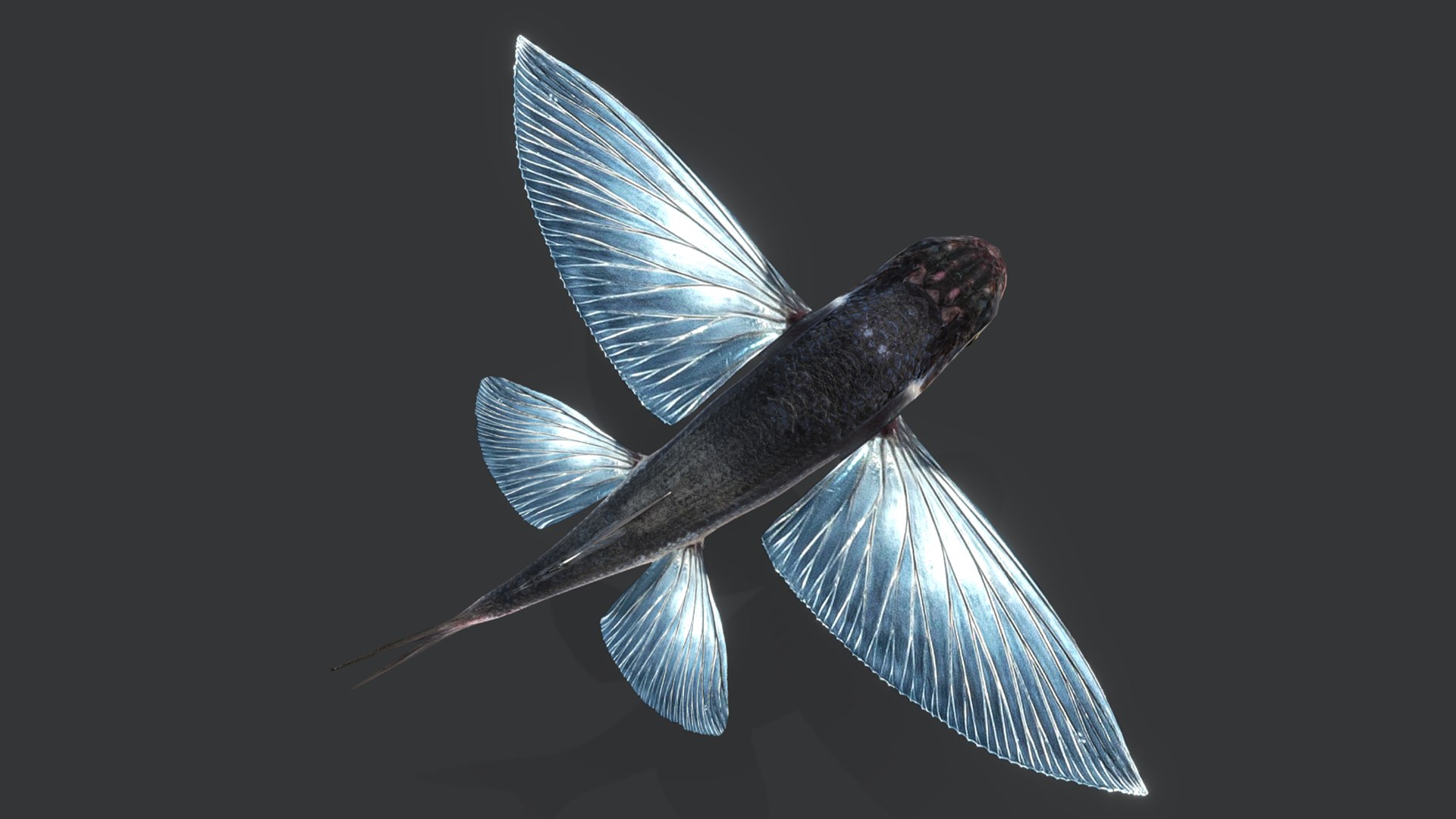 Ocean Fish Collection Animated V2 model https://p.turbosquid.com/ts-thumb/k1/jUNzSB/pF/flyingfish10/png/1790592606/1920x1080/fit_q87/1c6baedfd3af2c6632916f8416ba6cc0a50ad4b1/flyingfish10.jpg