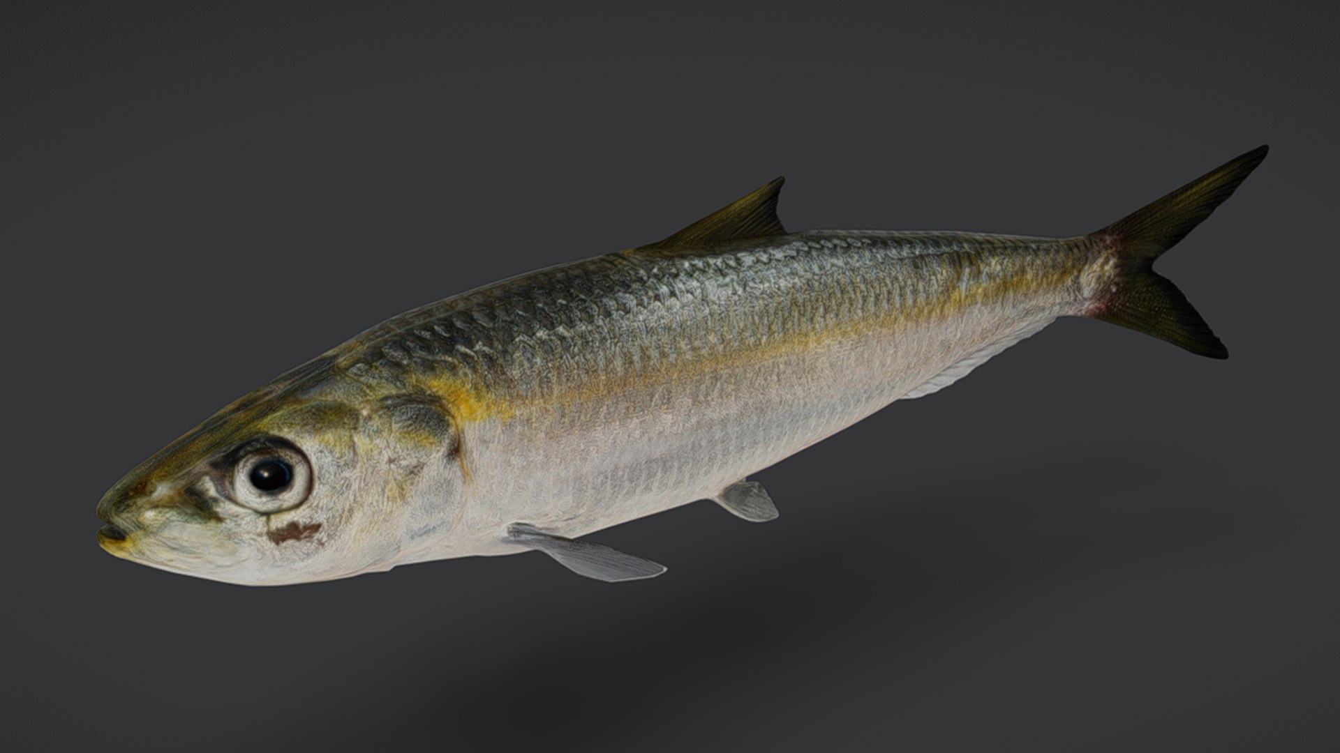 Ocean Fish Collection Animated V2 model https://p.turbosquid.com/ts-thumb/k1/jUNzSB/pr/balisardinella10/png/1790592592/1920x1080/fit_q87/768ce77d6ff3462b024048b06ef0143da98f92f6/balisardinella10.jpg