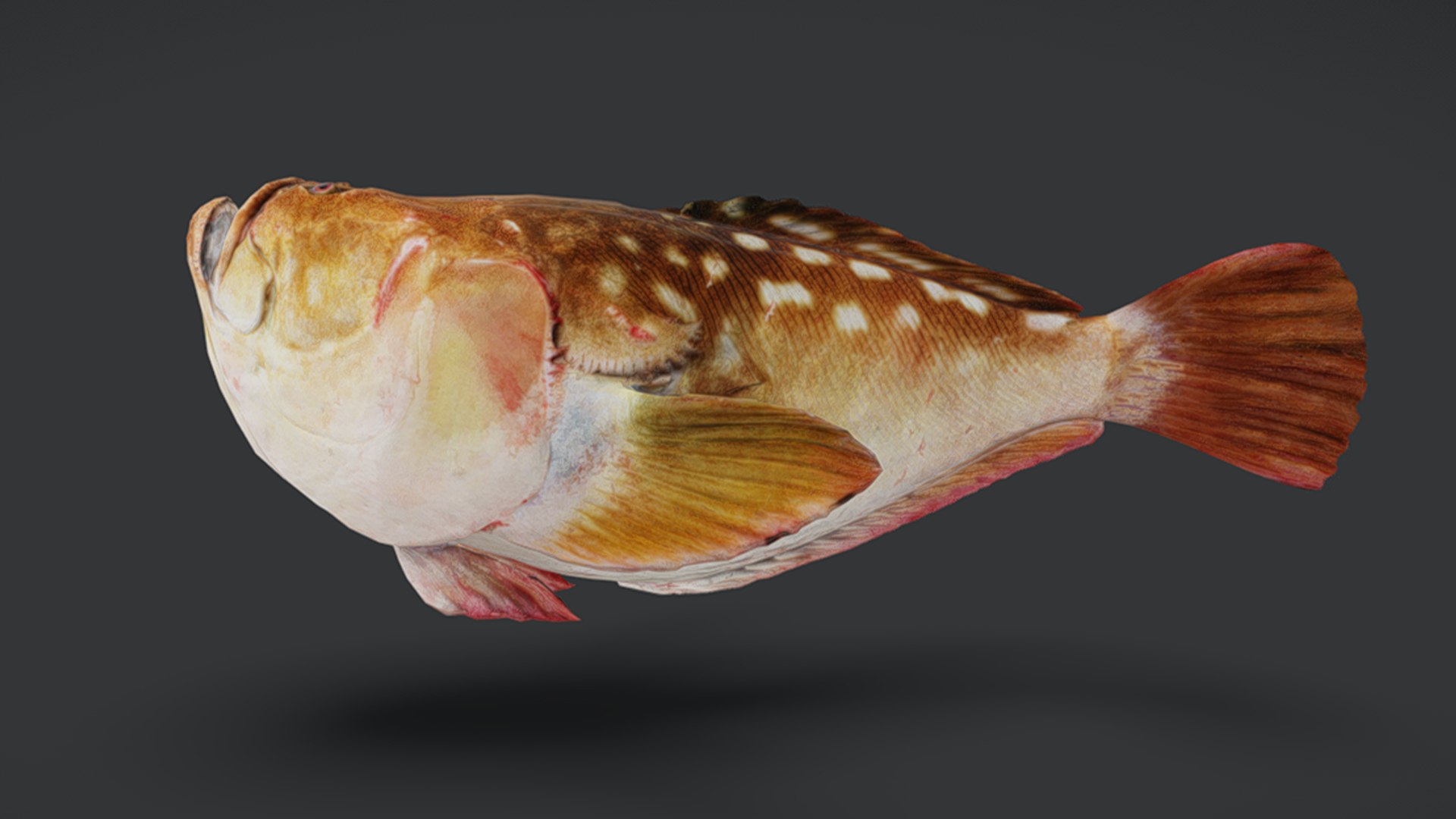 Ocean Fish Collection Animated V2 model https://p.turbosquid.com/ts-thumb/k1/jUNzSB/rm/untitled1_0007_screenshot20250703013835/png/1790592589/1920x1080/fit_q87/9af38e81868f25670e48f0923561d6a5db29a9e6/untitled1_0007_screenshot20250703013835.jpg