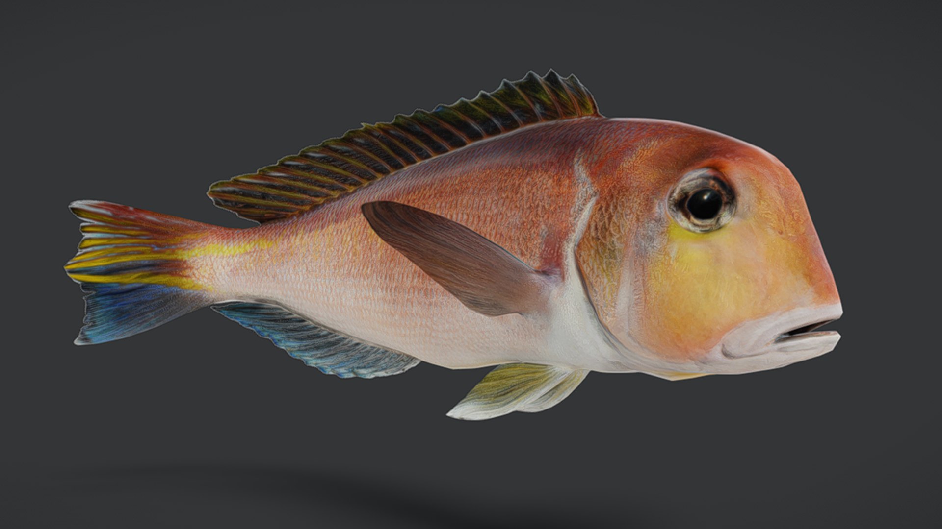 Ocean Fish Collection Animated V2 model https://p.turbosquid.com/ts-thumb/k1/jUNzSB/sF/horseheadtilefish5/png/1790592611/1920x1080/fit_q87/38ebcfd410565cd485cee99f822fb5ae1a94b91a/horseheadtilefish5.jpg