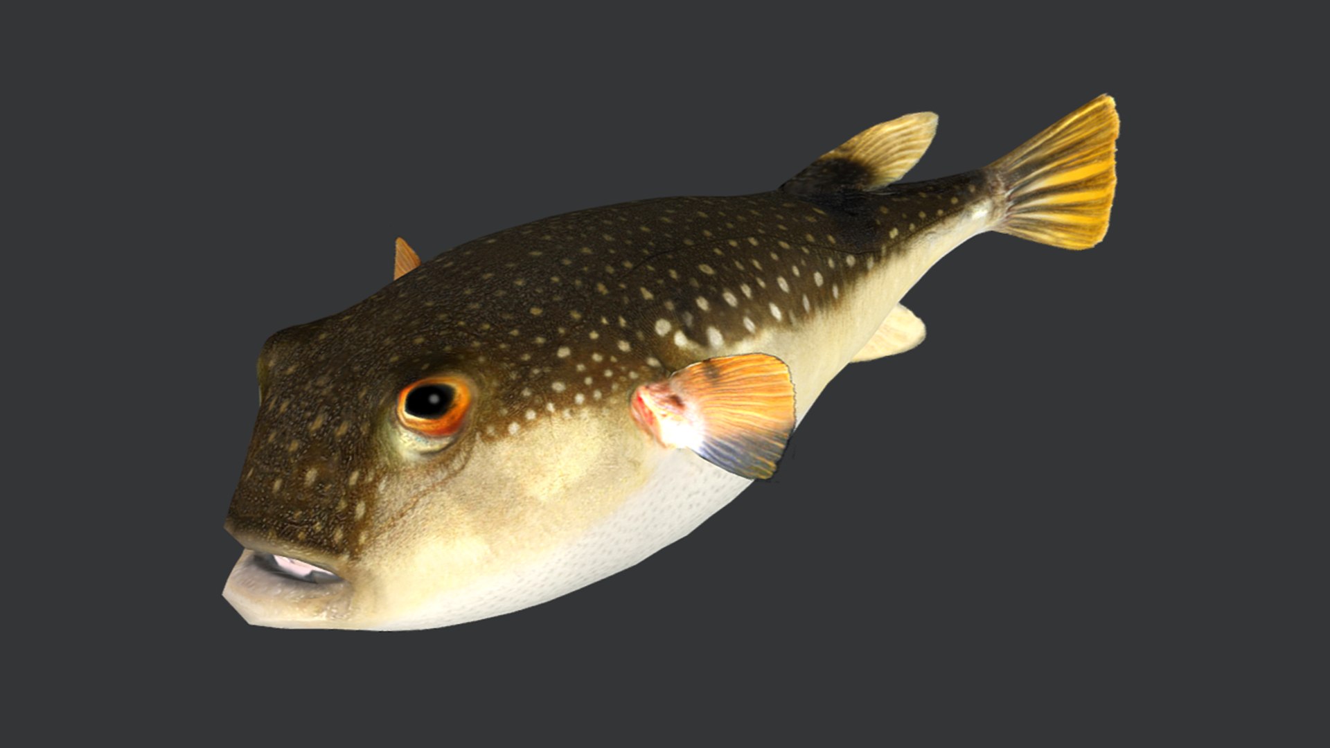 Ocean Fish Collection Animated V2 model https://p.turbosquid.com/ts-thumb/k1/jUNzSB/tb/grasspuffer9/png/1790592608/1920x1080/fit_q87/35601162f00a2d278fb2b78f825df9cdff0fa2e1/grasspuffer9.jpg