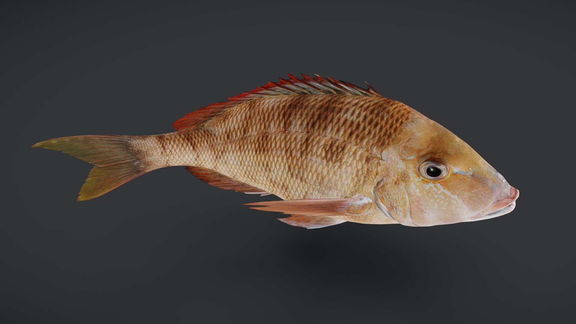 Ocean Fish Collection Animated V2 model https://p.turbosquid.com/ts-thumb/k1/jUNzSB/v2/emperorfish6/png/1790592597/1920x1080/fit_q87/5eb60665417a20f8e8146166e2bec921999740ba/emperorfish6.jpg