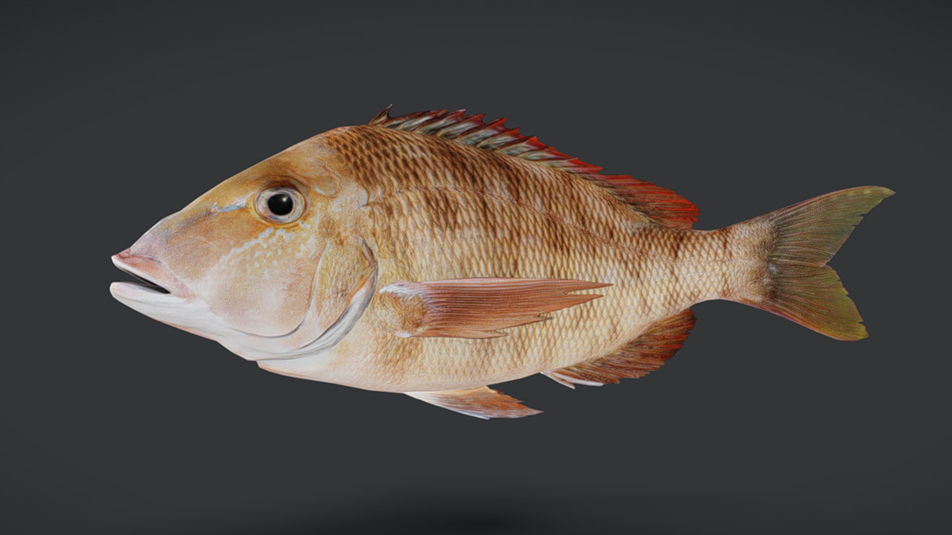 Ocean Fish Collection Animated V2 model https://p.turbosquid.com/ts-thumb/k1/jUNzSB/zR/emperorfish8/png/1790592598/1920x1080/fit_q87/a515bfb3239a2912230b17616d29f921578aeeb1/emperorfish8.jpg