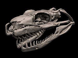 3D Titanoboa Skull 3D print model