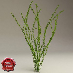 aquarium plant hydrophila bush 3d model