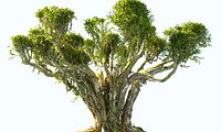 Japanese Tree Animated