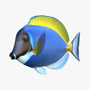 Powder Blue Tang Fish