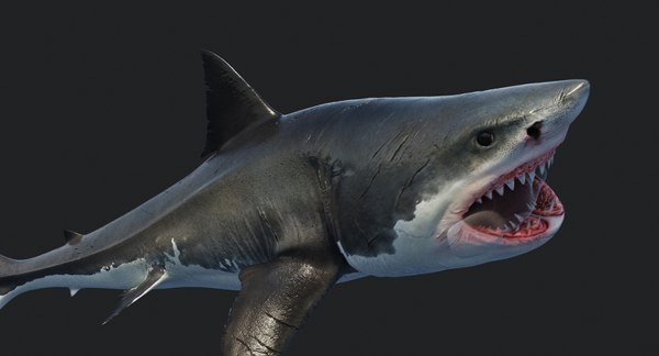 Great shark white 3D model - TurboSquid 1371810