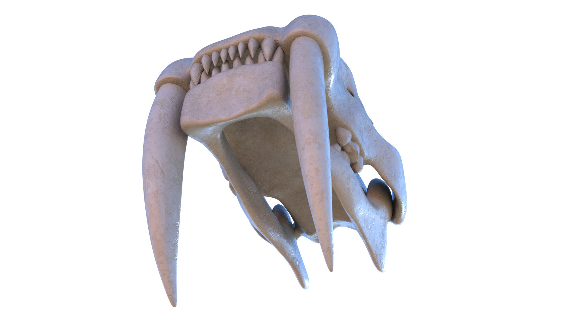 3D model Saber Tooth Tiger Skull https://p.turbosquid.com/ts-thumb/k2/RKmsHE/7x/sabertoothtigerskull_4/png/1644071943/1920x1080/fit_q87/b480db943b52c774daeade3319f336c89003d57f/sabertoothtigerskull_4.jpg