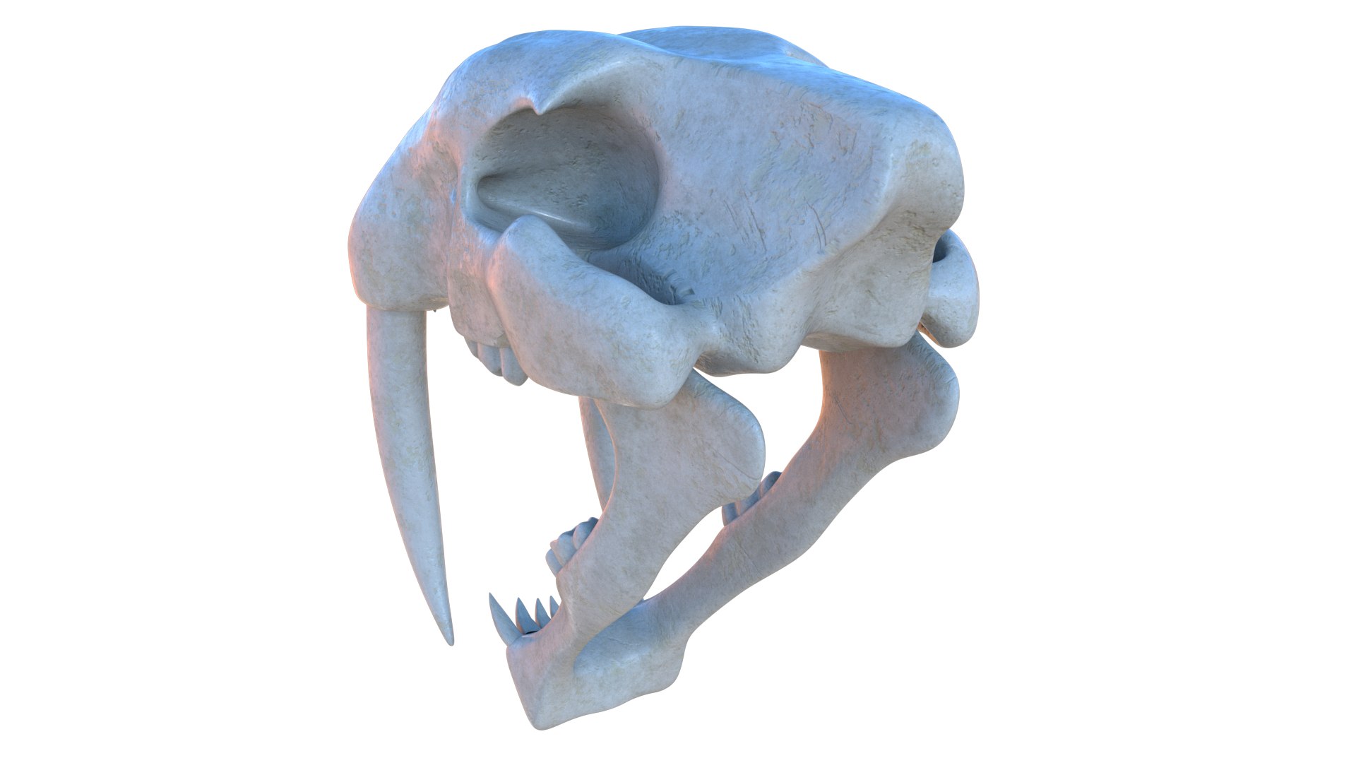 3D model Saber Tooth Tiger Skull https://p.turbosquid.com/ts-thumb/k2/RKmsHE/M8/sabertoothtigerskull_2/png/1644070987/1920x1080/fit_q87/522e65a9906351cee71c8f6ce1506e48b8adeff0/sabertoothtigerskull_2.jpg