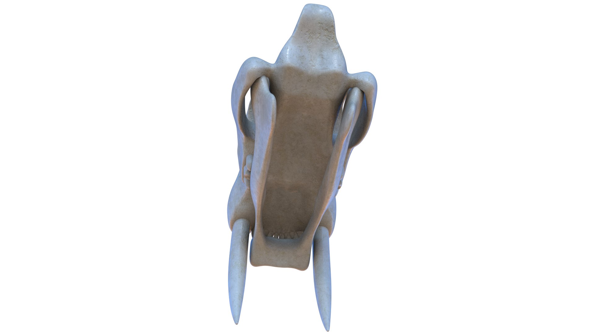3D model Saber Tooth Tiger Skull https://p.turbosquid.com/ts-thumb/k2/RKmsHE/Yr/sabertoothtigerskull_5/png/1644071943/1920x1080/fit_q87/3b70f51ff45e361f9a6f4a302181a4b89f670dad/sabertoothtigerskull_5.jpg