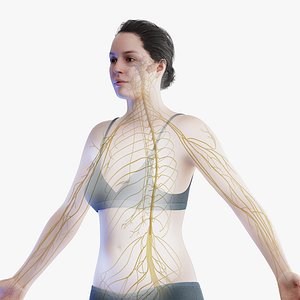 Female Body and Nervous System 3D