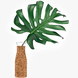 monstera leaves max