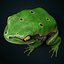 Frog Hyla Arborea