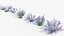 3D Perovskia atriplicifolia Russian sage 3D Model