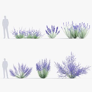 Perovskia atriplicifolia Russian sage