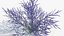3D Perovskia atriplicifolia Russian sage 3D Model