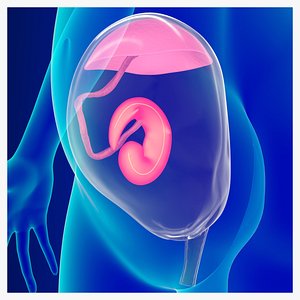 Early Embryonic Development with Pregnant women
