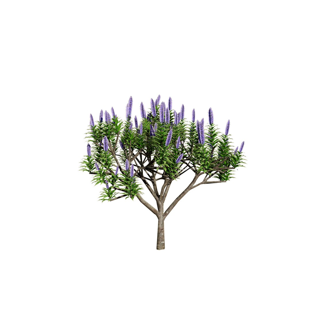 3D Realistic Pride of Madeira Plant Model https://p.turbosquid.com/ts-thumb/k2/yxSIRE/35/mediumtree02/jpg/1722080913/1920x1080/fit_q87/77e6ca5ffef57523fb6cff03fcccee449c996cfe/mediumtree02.jpg