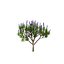 Modèle réaliste de plante de la fierté de Madère