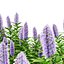 Modèle réaliste de plante de la fierté de Madère