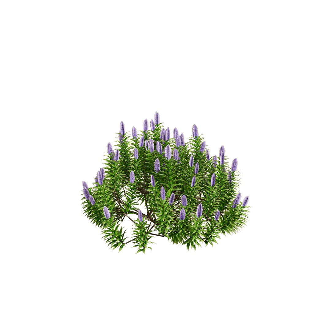 3D Realistic Pride of Madeira Plant Model https://p.turbosquid.com/ts-thumb/k2/yxSIRE/Je/smalltree02/jpg/1722080933/1920x1080/fit_q87/14d29e8e0a422e70c492cdfaaf8a68f949fc3d10/smalltree02.jpg