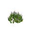 Modèle réaliste de plante de la fierté de Madère