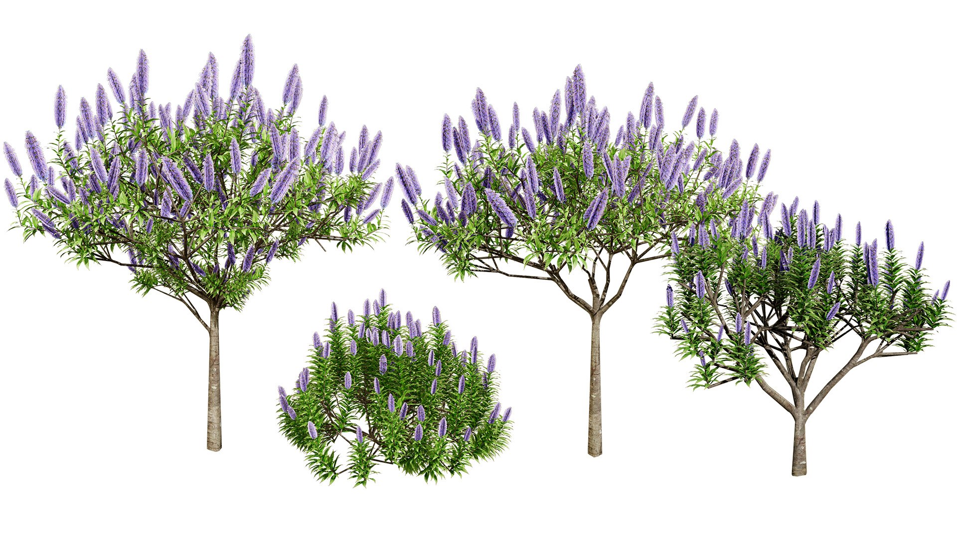 3D Realistic Pride of Madeira Plant Model https://p.turbosquid.com/ts-thumb/k2/yxSIRE/g1/z02allartcover01/jpg/1722080885/1920x1080/fit_q87/874659297aad11e68e0681bcbf92e44ae60bdcc3/z02allartcover01.jpg