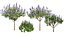 Modèle réaliste de plante de la fierté de Madère