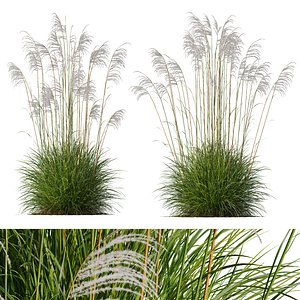 3D HQ Plants Miscanthus Nepalensis Sinensis Sarabande AdagioVray max