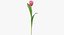 tulip pink - model