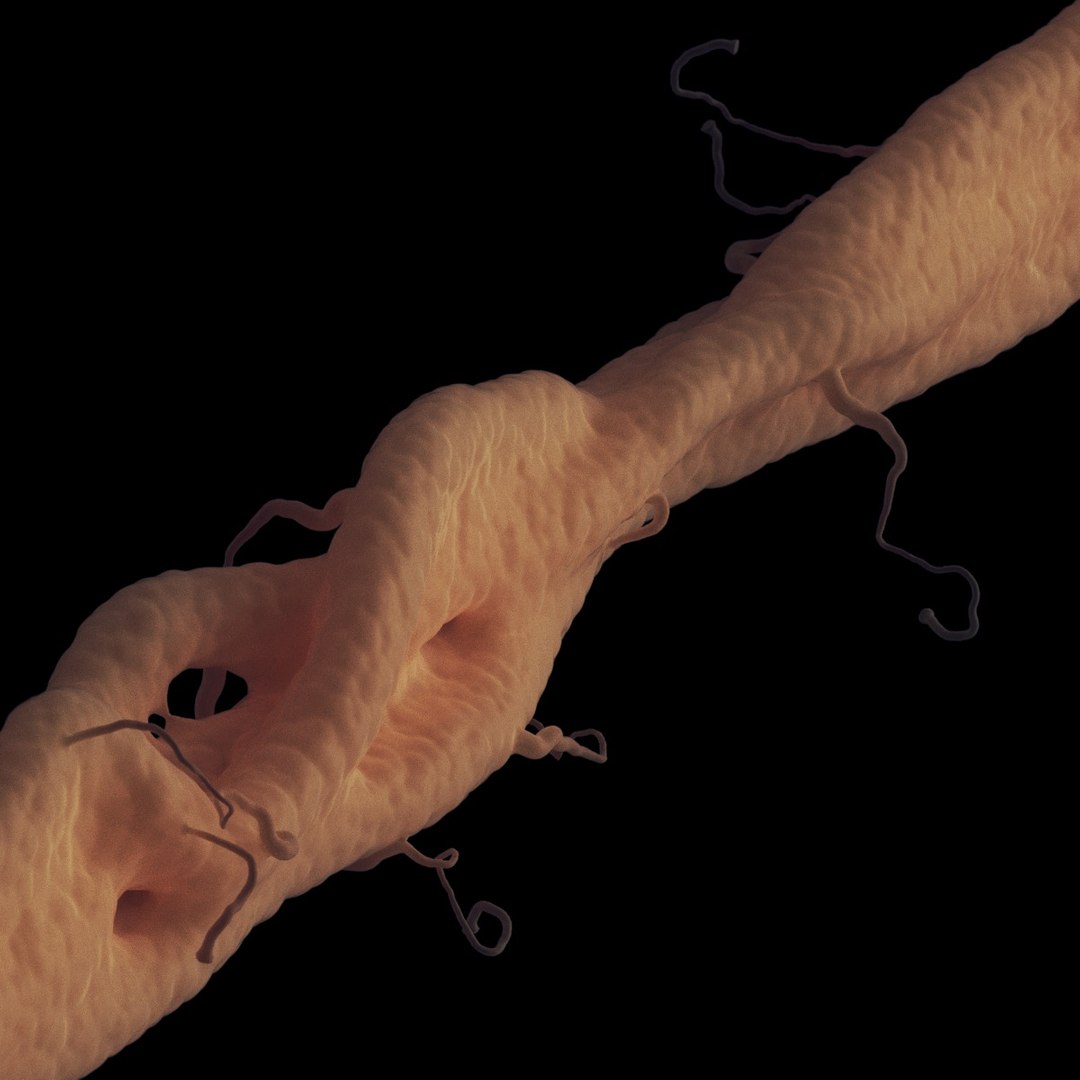axon dendrite 3D model https://p.turbosquid.com/ts-thumb/k3/BJqxb7/0B2GiZn9/6/jpg/1537630311/1920x1080/fit_q87/9bd6da38edae838e2c280dd99ff788ca2aabddd0/6.jpg