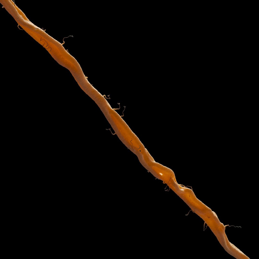 axon dendrite 3D model https://p.turbosquid.com/ts-thumb/k3/BJqxb7/EUt1SmDU/9/jpg/1537630364/1920x1080/fit_q87/3a4194c6d3678b92afd61d6f061f10cee1219252/9.jpg