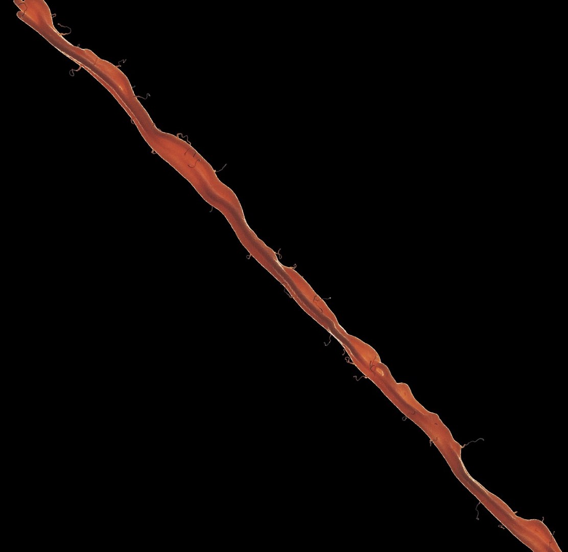 axon dendrite 3D model https://p.turbosquid.com/ts-thumb/k3/BJqxb7/MTBb5AXx/3/jpg/1537630272/1920x1080/fit_q87/d71b9a8070c3087b012037d7d8e3013ebedaebd3/3.jpg