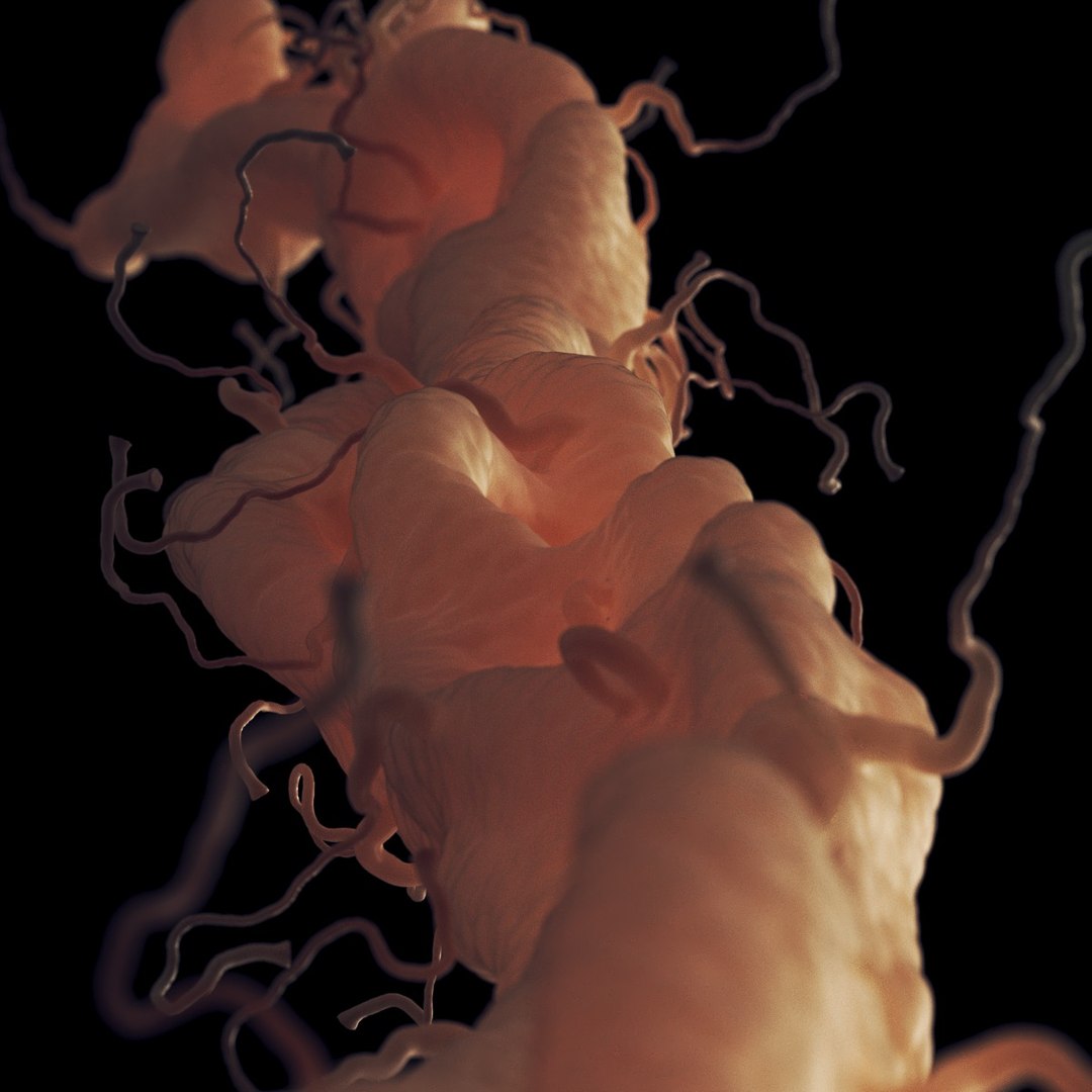 axon dendrite 3D model https://p.turbosquid.com/ts-thumb/k3/BJqxb7/R3o6KQvG/5/jpg/1537630296/1920x1080/fit_q87/a942d44cd65e0c525ba838a86c1682309cb4c7b4/5.jpg