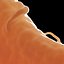 axon with dendrites
