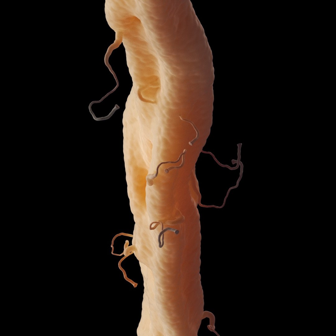 axon dendrite 3D model https://p.turbosquid.com/ts-thumb/k3/BJqxb7/wxd14c5e/8/jpg/1537630353/1920x1080/fit_q87/1903a353e5a623e65212a9e6e49f8404b577f833/8.jpg