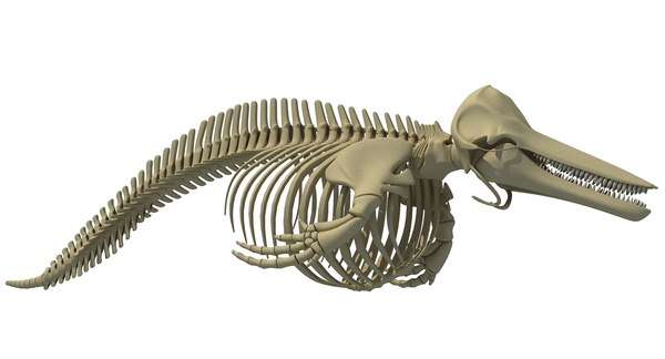 3d model aquatic skeleton shark