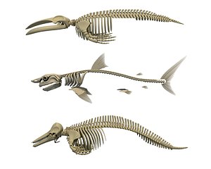 3d model aquatic skeleton shark
