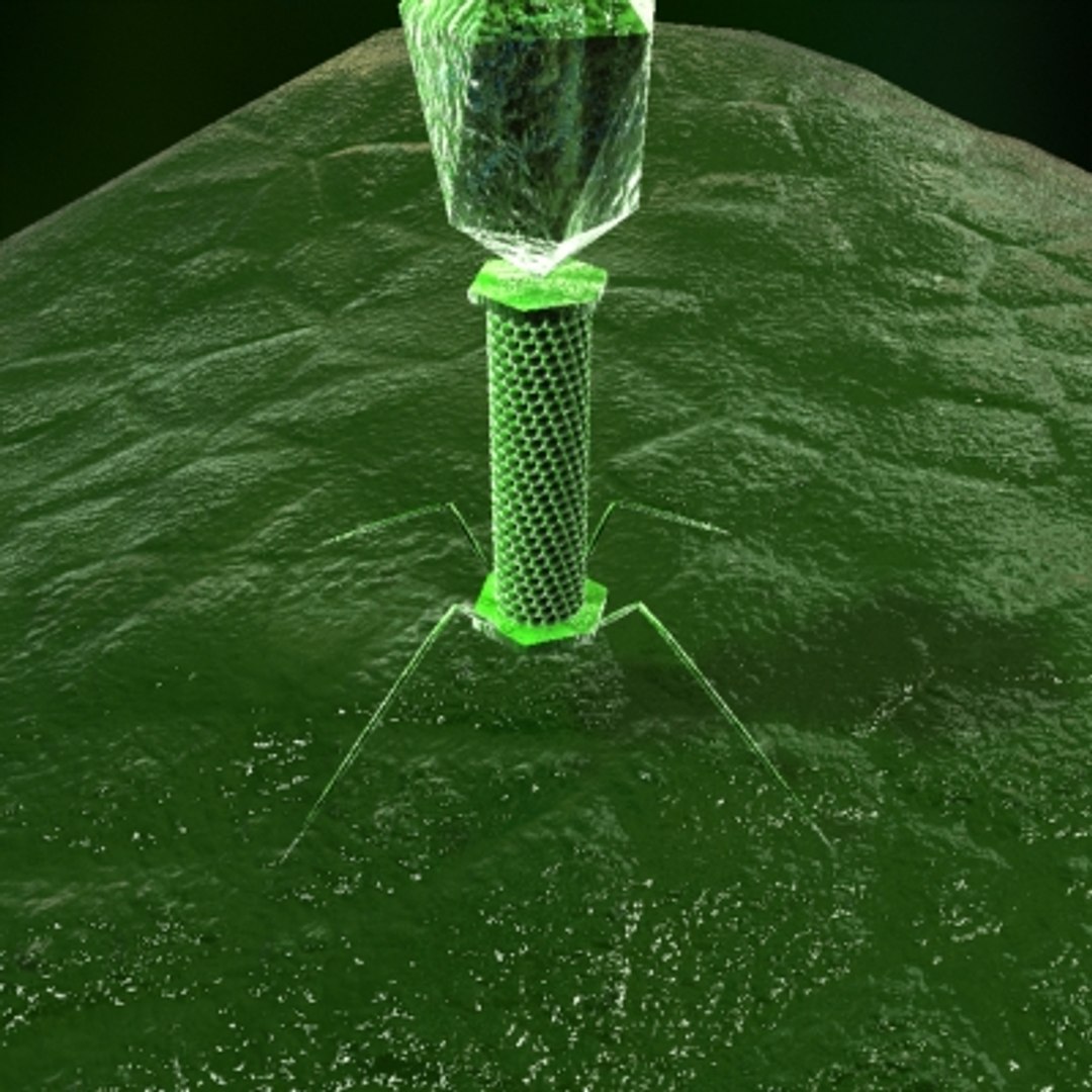3d model bacteriophage dna https://p.turbosquid.com/ts-thumb/k3/Li3fLD/Cc0IC4BG/bak3/jpg/1264596230/1920x1080/fit_q87/50a54f9735547752d9c22c5b01b74fab984609cc/bak3.jpg