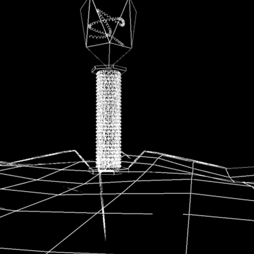 3d model bacteriophage dna https://p.turbosquid.com/ts-thumb/k3/Li3fLD/r0QzsPgV/bak8/jpg/1264596186/1920x1080/fit_q87/11f00924d5ef15fb81dc72f43b6082b301543b2c/bak8.jpg