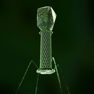 3d model bacteriophage dna
