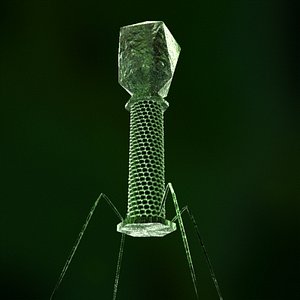 Bacteriophage.