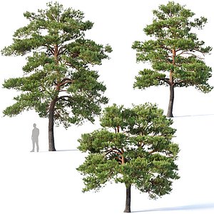 3D blossom pines