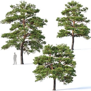 Pinus sylvestris #5 H7-10m. Three tree set