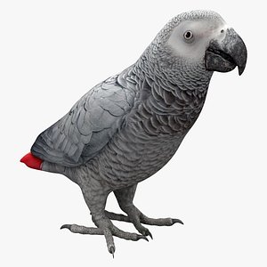 max african grey parrot