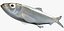 3d alosa chrysochloris skipjack herring