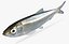 3d alosa chrysochloris skipjack herring