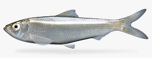 3d alosa chrysochloris skipjack herring