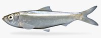 Alosa chrysochloris Skipjack Herring